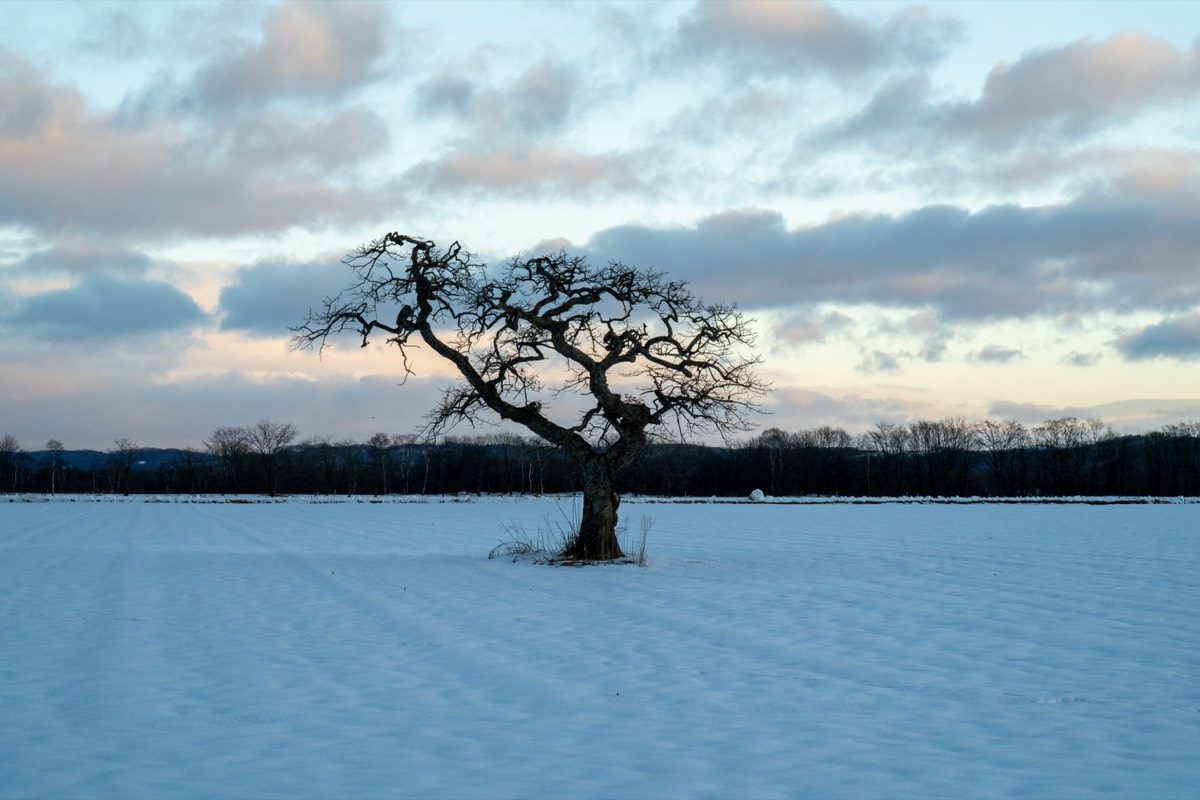 Lone tree in snow